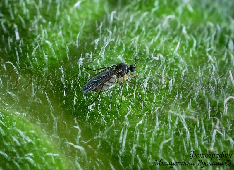 Грибные комарики - Сциариды (Sciaridae)