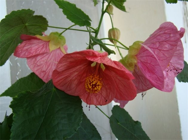 abutilon1.jpg