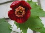 komnatnie_rasteniya_listvennie:abutilon_red.jpg