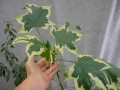 komnatnie_rasteniya_listvennie:abutilon_variegat.jpg