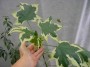 komnatnie_rasteniya_listvennie:abutilon_variegat.jpg