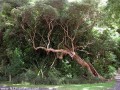 komnatnie_rasteniya_listvennie:fuchsia_excorticata.jpg
