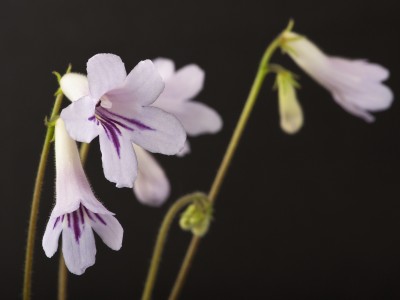 Streptocarpus parviflorus