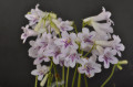 streptokarpus:priroda:streptocarpus-parviflorus-1.jpg