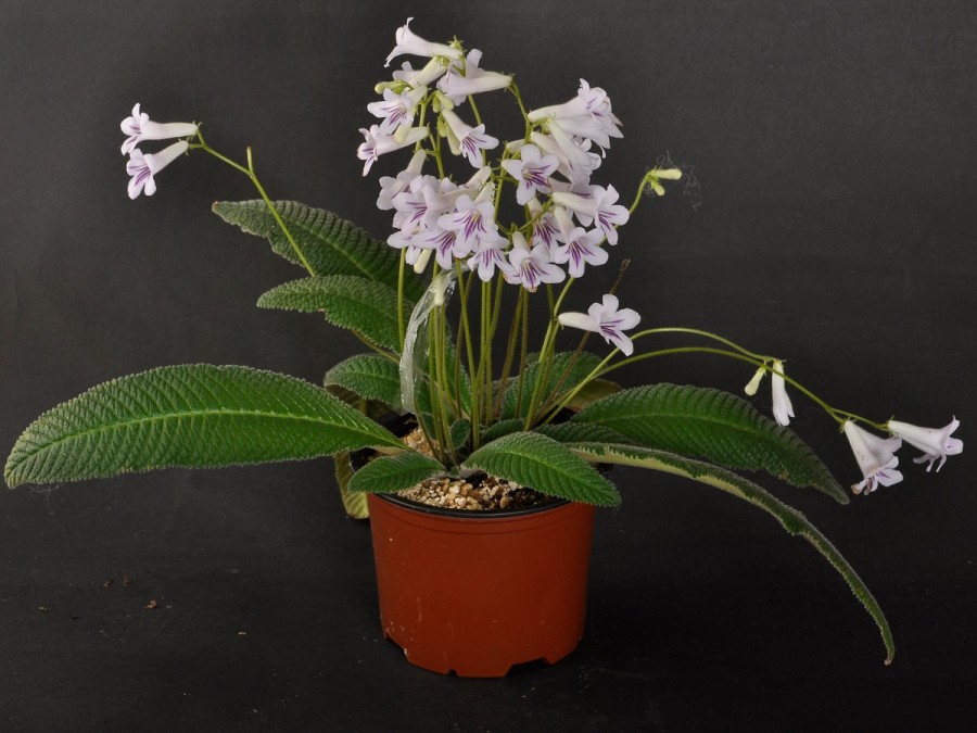 Streptocarpus parviflorus