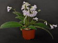 streptokarpus:priroda:streptocarpus-parviflorus-2.jpg