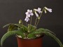 streptokarpus:priroda:streptocarpus-parviflorus-subsp.jpg