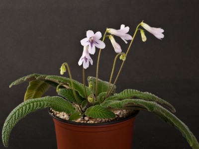 Streptocarpus parviflorus