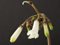 streptokarpus:priroda:streptocarpus-wilmsii.jpg