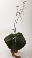 streptokarpus:priroda:streptocarpus_confusus.jpg