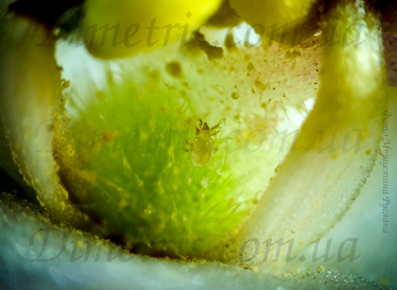Клещ Tirophagus (тирофагус) в цветке сенполии