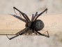 vrediteli:latrodectus_tredecimguttatus_1.jpg