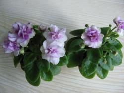 Single-semidouble white sparkle pansy/variable pink eye. Medium green. Semiminiature.
Простые и полумахровые искристо-белые цветы с вариабельным розовым центром и случайно расположенными пятнышками. Очень компактная маленькая розетка. Обильное цветение. Компактная аккуратная средне-зеленая листва. Скрытая микромини под маркой полумини. Single-semidouble white sparkle pansy/variable pink eye. Medium green. Semiminiature.
Простые и полумахровые искристо-белые цветы с вариабельным розовым центром и случайно расположенными пятнышками. Очень компактная маленькая розетка. Обильное цветение. Компактная аккуратная средне-зеленая листва. Скрытая микромини под маркой полумини.