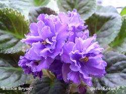 Очень крупные (больше 6 см) пурпурные звезды с белой тонкой каймой. Компактная розетка. Красивый пестролистник Очень крупные (больше 6 см) пурпурные звезды с белой тонкой каймой. Компактная розетка. Красивый пестролистник