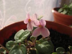 Первое цветение