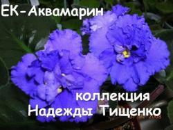 Очень крупные махровые синие цветы с темно-синим фентази по волнистым лепесткам. Аккуратная розетка из темно-зеленых листьев. Очень крупные махровые синие цветы с темно-синим фентази по волнистым лепесткам. Аккуратная розетка из темно-зеленых листьев.