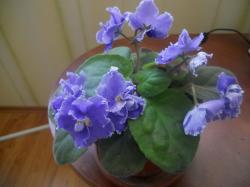 Misty Cloud- летнее цветение Misty Cloud- летнее цветение