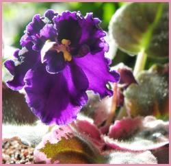 таким был первый цветочек