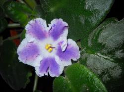 со вспышкой со вспышкой