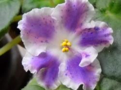 без вспышки без вспышки