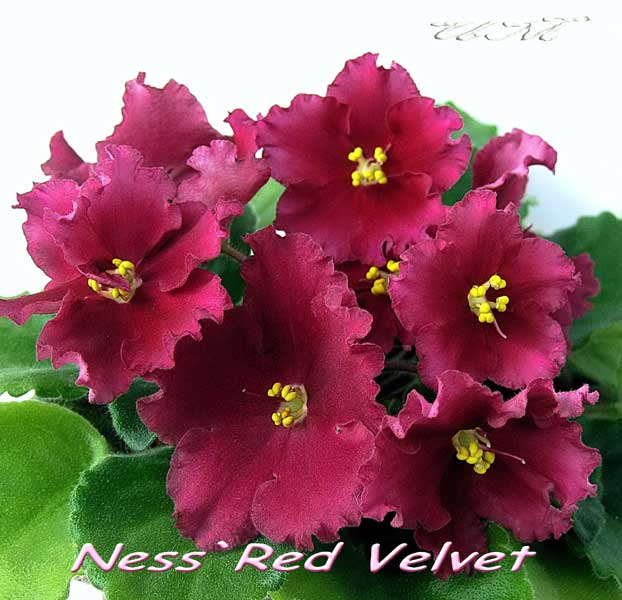 009Ness_Red_Velvet1.600.jpg