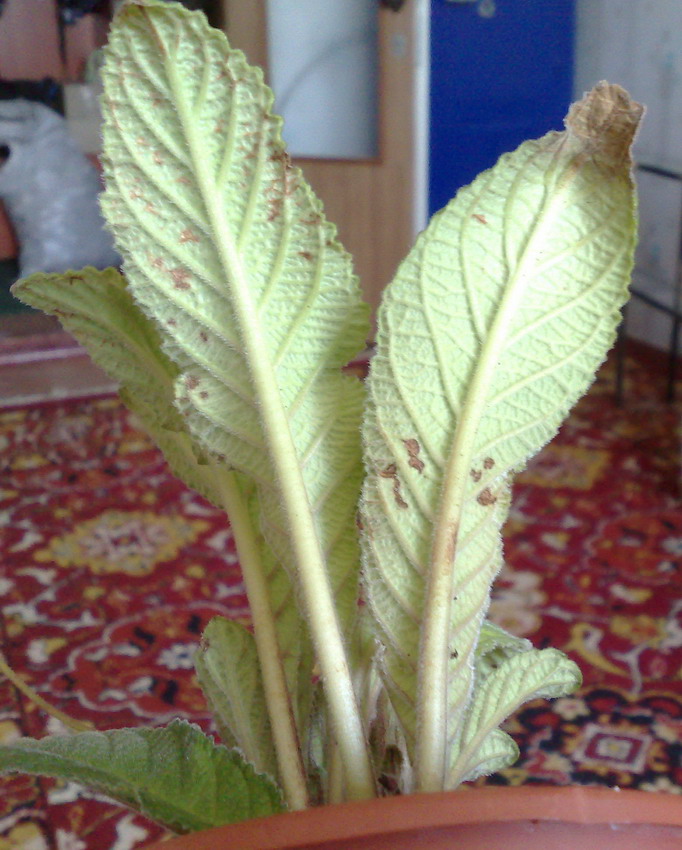 01082010252_изменить размер.jpg