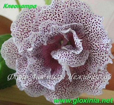 1.1 IMG_3308 DF 93.jpg