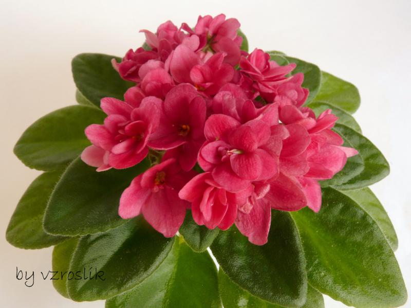 14,08 фиалки 047_800x599.jpg