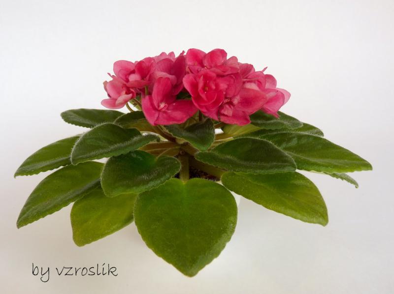 14,08 фиалки 049_800x598.jpg