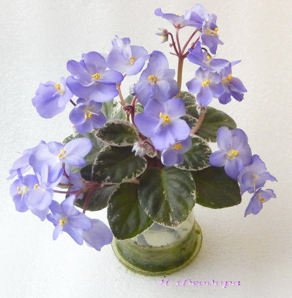 151 Н-Феодора3.jpg