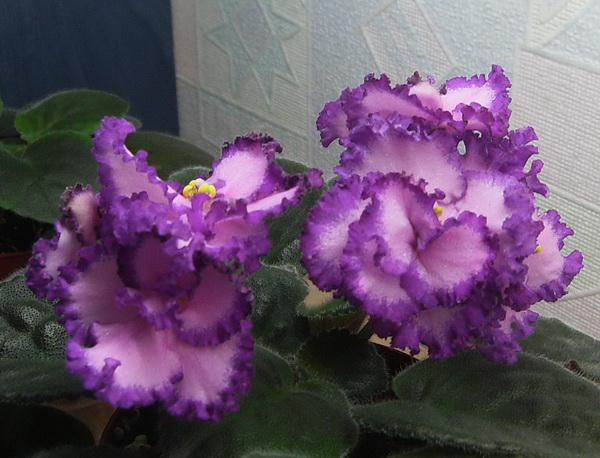 16 Lyon's Pirate's Treasure2.jpg