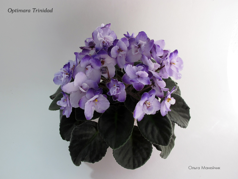 1Optimara-Trinidad-р-исхIMG_1967.jpg