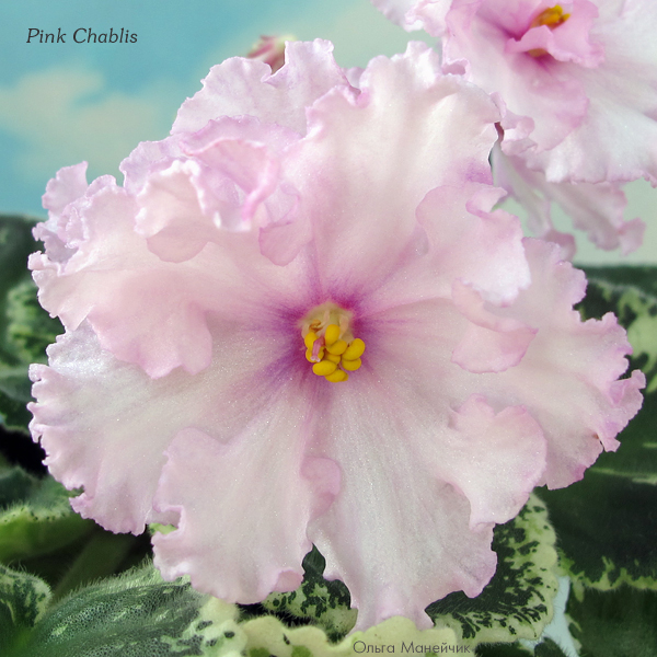 1Pink-Chablis-ц-исхIMG_3488.jpg