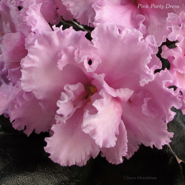 1Pink-Party-Dress-ц-исх2265.jpg