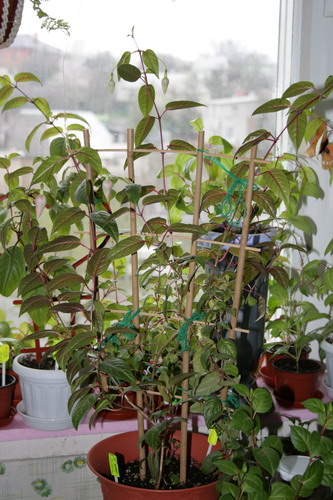 20080417_0042.jpg