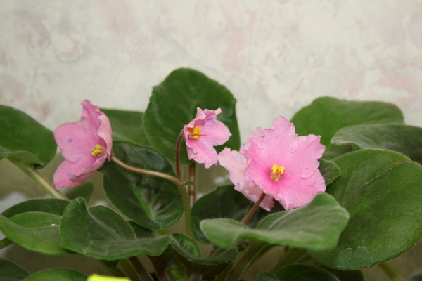 20081223_1955-1.jpg