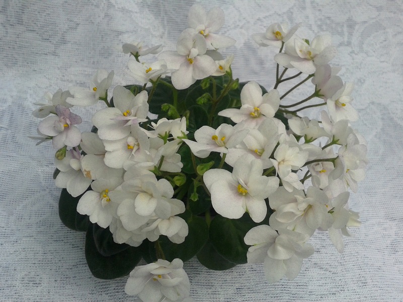 20130522_110158.jpg