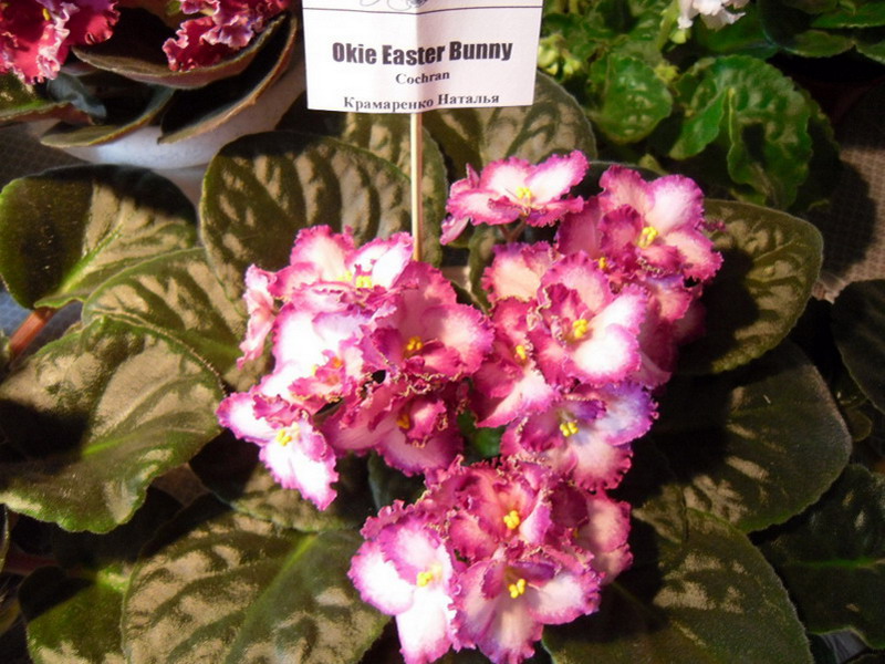 2013 -002-26 011.jpg