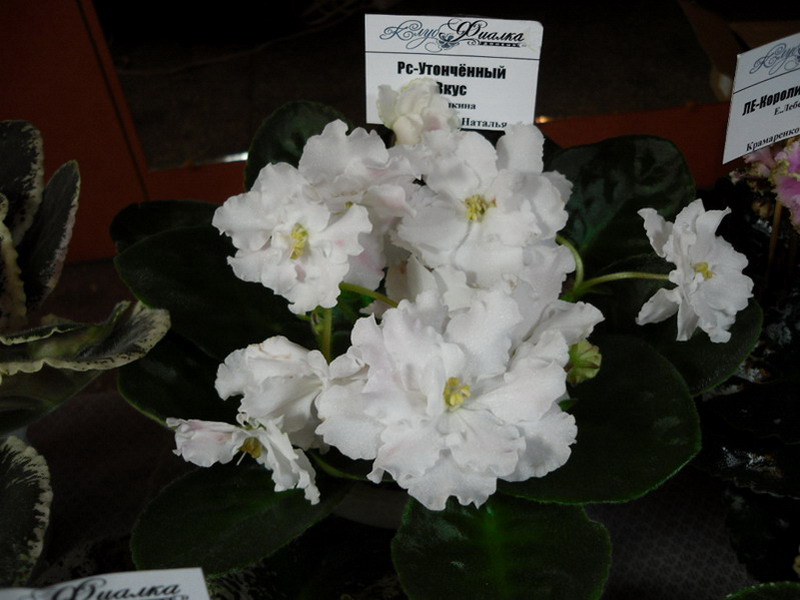 2013 -002-26 015.jpg