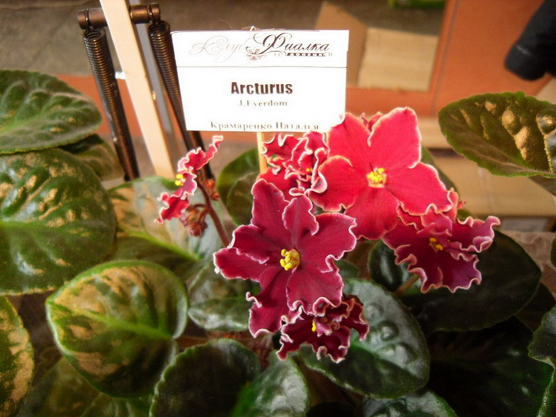 2013 -002-26 016.jpg