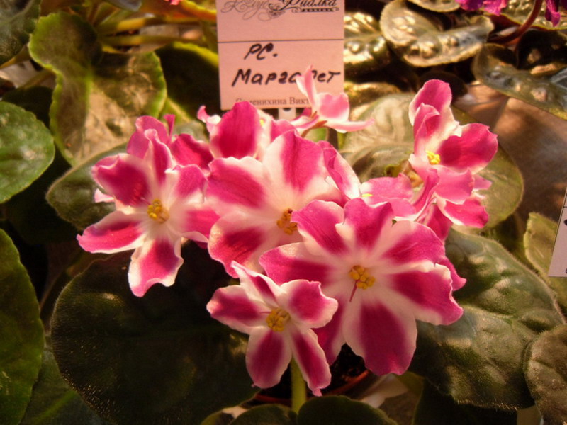 2013 -002-26 019.jpg