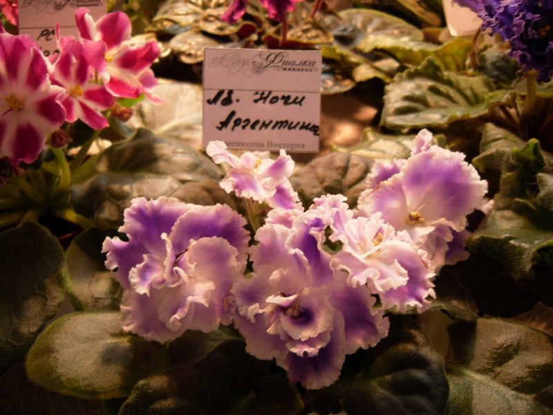 2013 -002-26 021.jpg