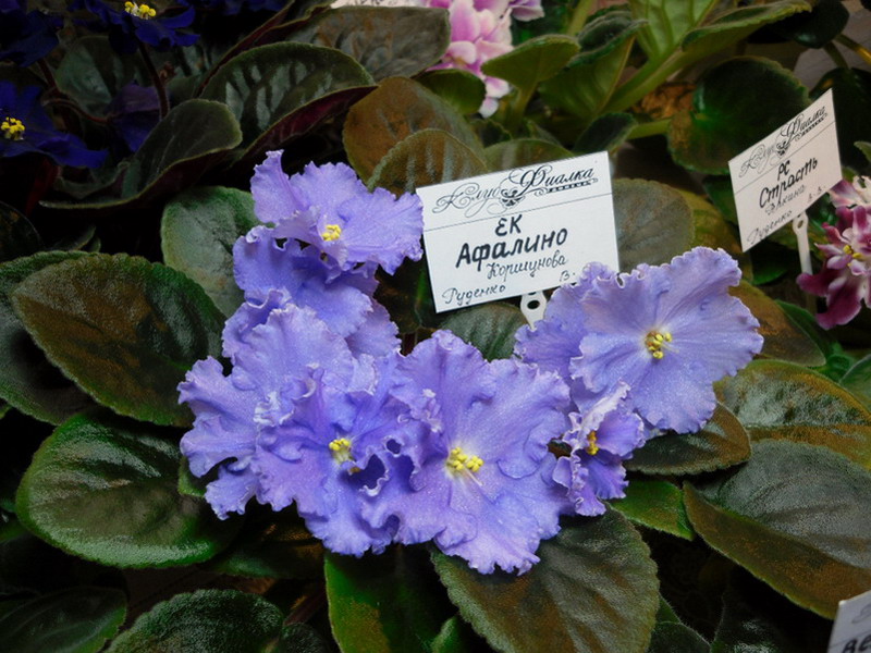 2013 -002-26 022.jpg