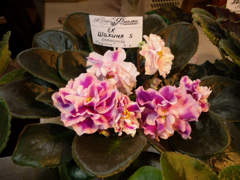 2013 -002-26 023.jpg