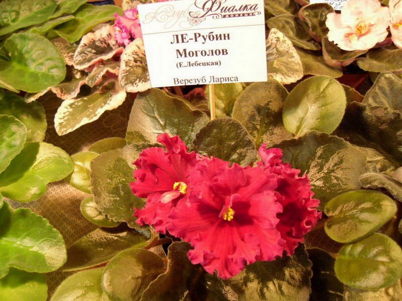 2013 -002-26 025.jpg