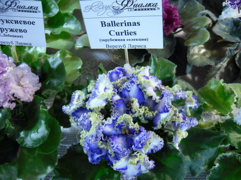 2013 -002-26 029.jpg