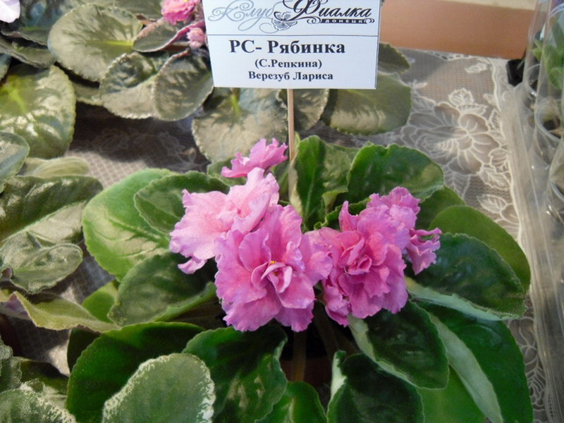 2013 -002-26 030.jpg