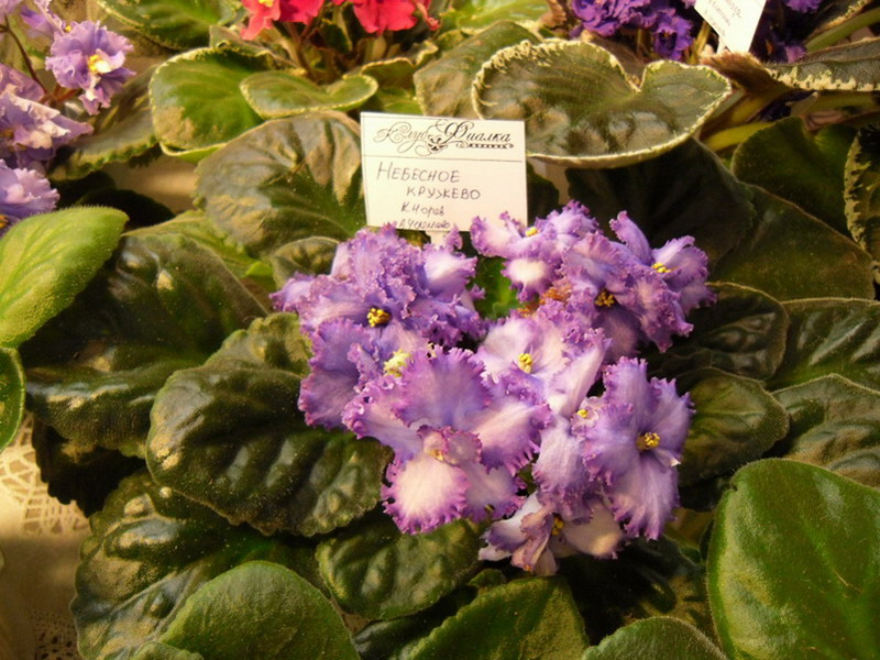 2013 -002-26 031.jpg