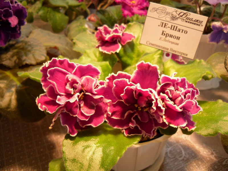 2013 -002-26 041.jpg