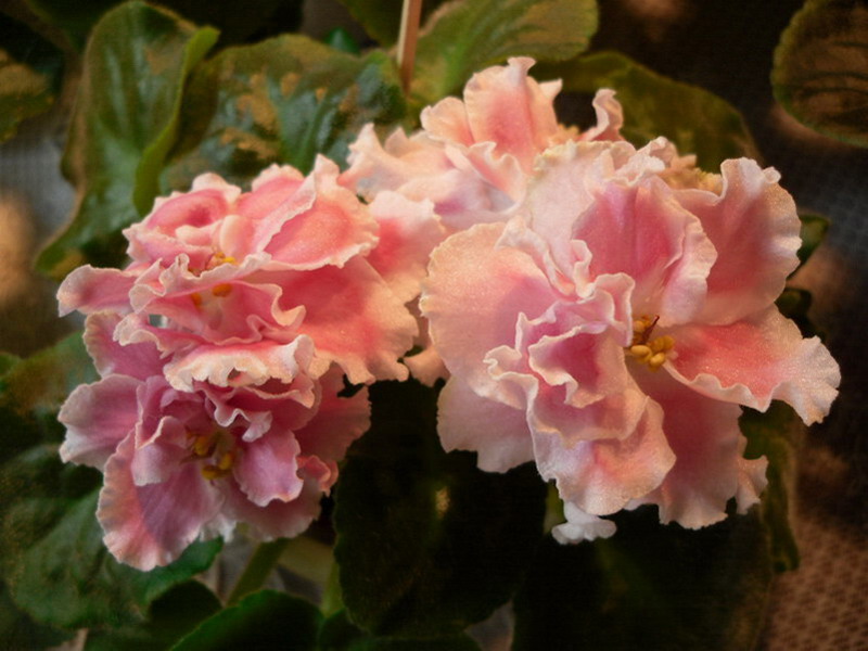 2013 -002-26 051.jpg